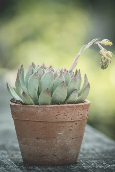 Mooie cactus met bloem — Stockfoto