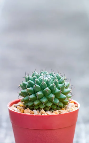 Хороший кактус с размытым фоном — стоковое фото