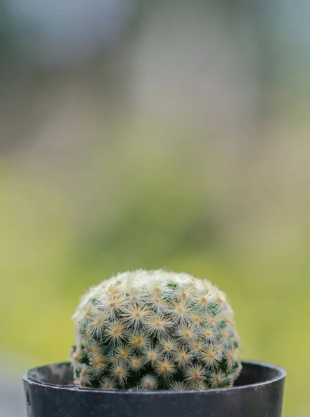 Cactus in zwarte plastic pot — Stockfoto