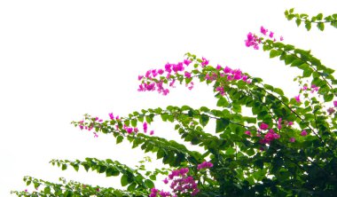 Bougainvillea çiçek izole