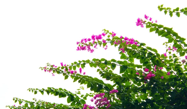 分離したブーゲンビリアの花 — ストック写真