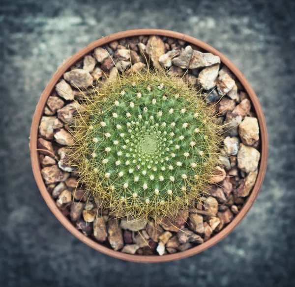 Cactus en pot avec style de couleur vintage, vue de dessus — Photo