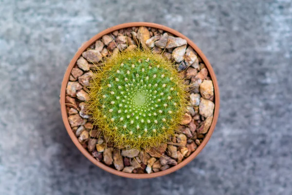 Cute kaktus in pot, Top view — Stok Foto