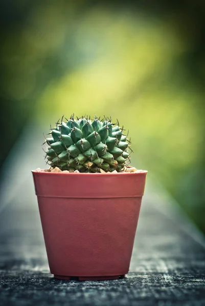 Bagus kaktus dengan gaya warna vintage — Stok Foto