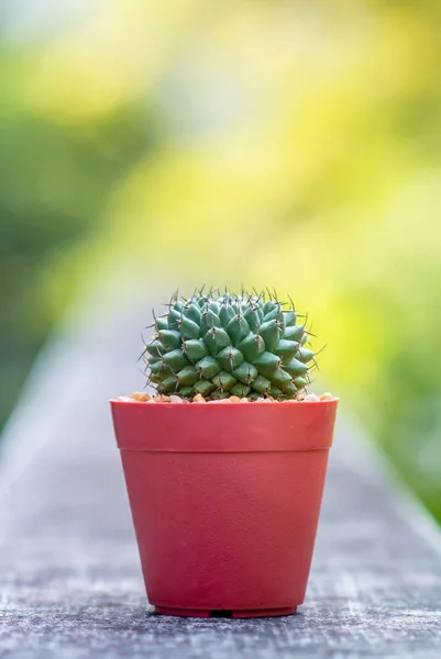 Bagus kaktus dengan latar belakang kabur — Stok Foto