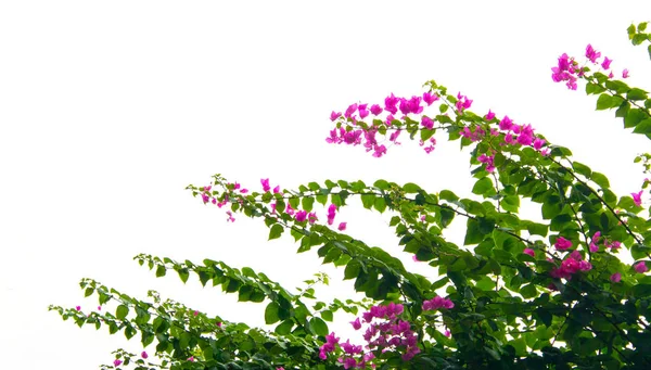 Flor de buganvília isolada — Fotografia de Stock