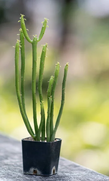 Joli cactus avec fond flou — Photo