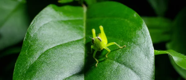 Grasshopper en hoja de hierba verde — Foto de Stock