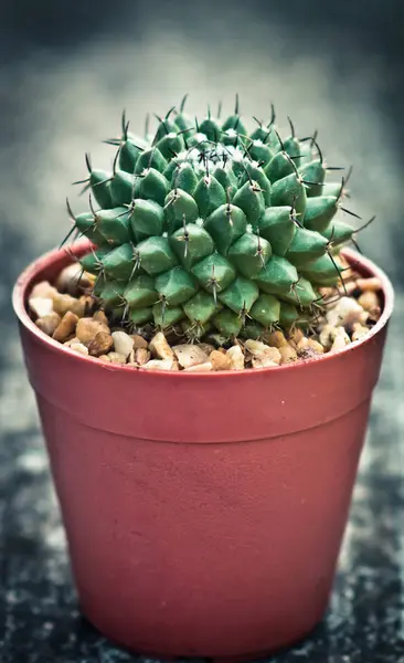 Beau cactus avec style de couleur vintage — Photo