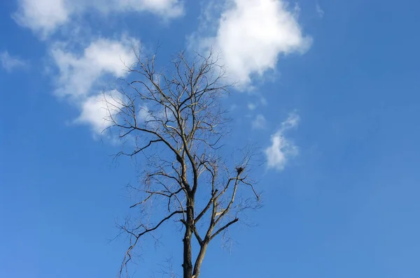 Gedroogde boom met wolken in de achtergrond van de blauwe hemel — Stockfoto