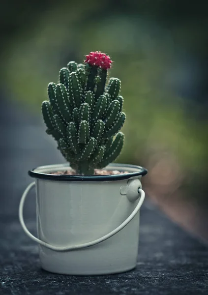 Mooie cactus met roze bloem — Stockfoto