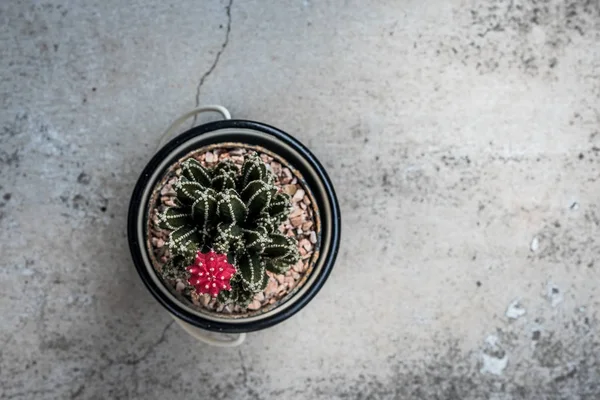 Schöner Kaktus mit rosa Blüte, Ansicht von oben — Stockfoto