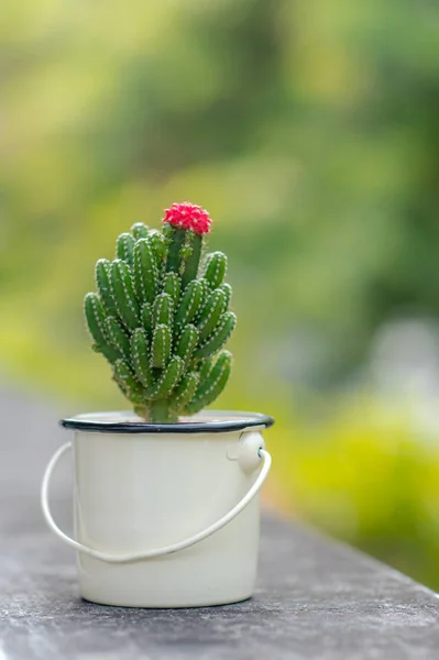 Joli cactus avec fleur rose — Photo