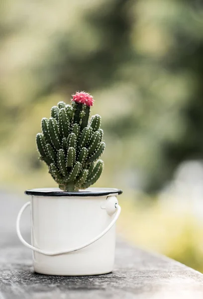 Joli cactus avec fleur rose — Photo