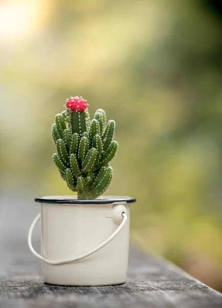 Joli cactus avec fleur rose — Photo