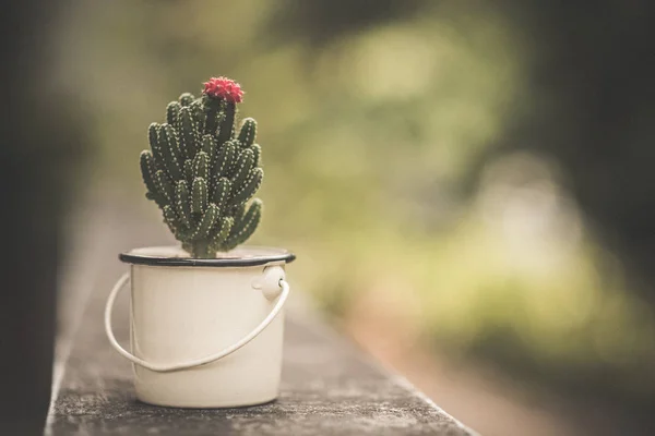 Joli cactus avec fleur rose — Photo