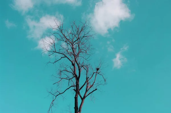 Сухое дерево с облаками, винтажный стиль цвета — стоковое фото