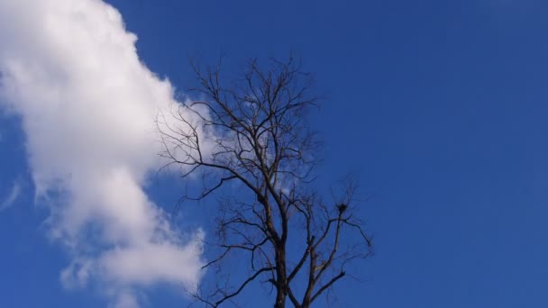4K Проміжок часу руху хмар на блакитному небі з переднім планом сушеного дерева — стокове відео