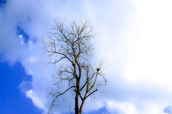푸른 하늘 배경에서 구름으로 말린된 나무 — 스톡 사진
