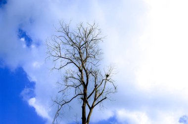 Kurumuş ağaç bulutlar mavi gökyüzü arka planda ile