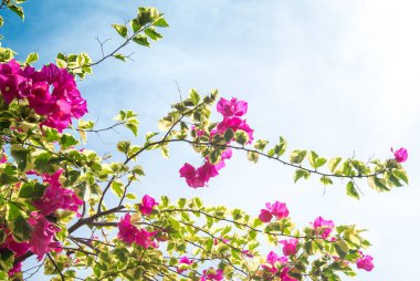 Bougainvillea çiçek çiçeklenme ile beyaz gökyüzü