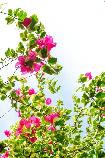 Flor de buganvília florescendo com céu branco — Fotografia de Stock