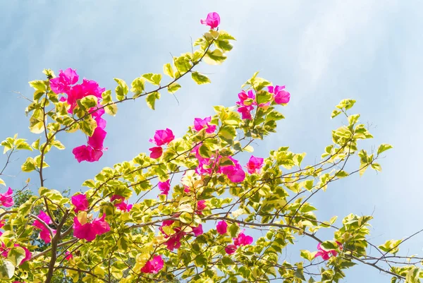 白い空に咲くブーゲンビリアの花 — ストック写真