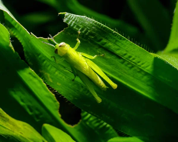 Sauterelle sur feuille d'herbe verte — Photo