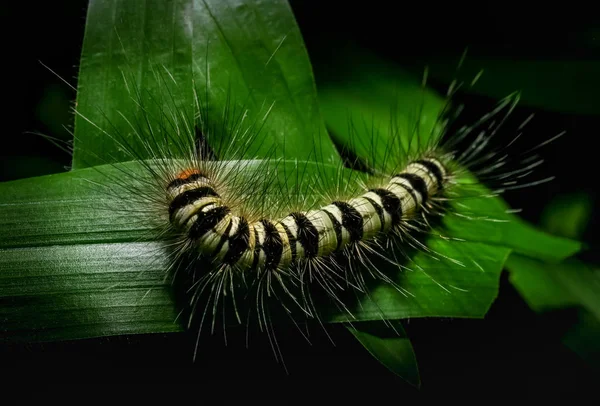 Worm on a grass in the garden — Stock Photo, Image