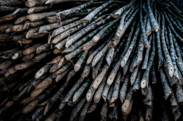 Espinhos de bambu, material de madeira — Fotografia de Stock