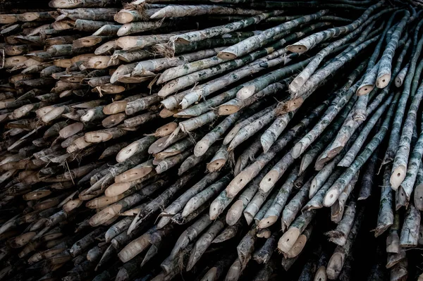 Espinhos de bambu, material de madeira — Fotografia de Stock