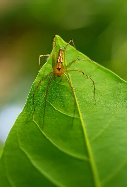 Spinne am grünen Blatt — Stockfoto