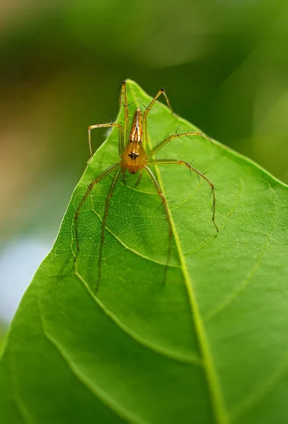 Spin op groen blad — Stockfoto