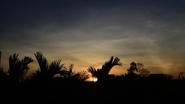 Zeitraffer des Sonnenaufgangs mit Baumsilhouette — Stockvideo