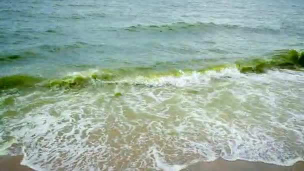 Θαλάσσιο κύμα με παραλία, Algal bloom στη θάλασσα — Αρχείο Βίντεο