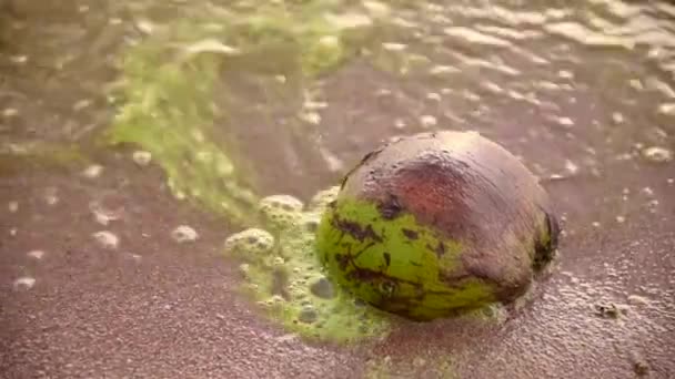 Sea surf with plankton bloom and coconut on the beach — Stock Video