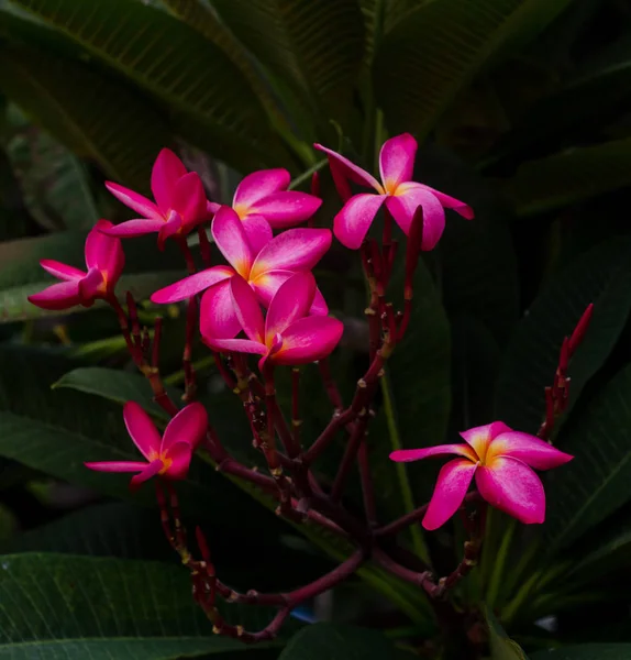 Plumeria květ květ v zahradě — Stock fotografie