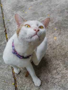 Kedi kulak tırmalamak,