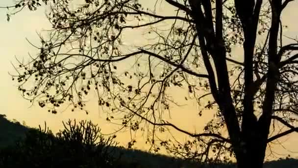 Временной отрезок силуэта дерева на фоне неба заката — стоковое видео