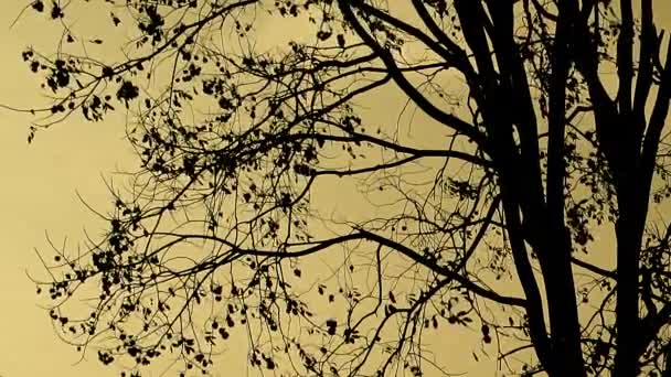 Silhouette of tree movement with sky — Stock Video