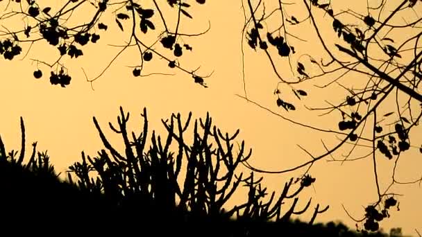 Silhouette du mouvement des arbres avec ciel — Video