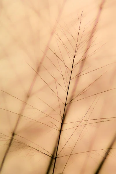 Sfondo della natura astratta — Foto Stock