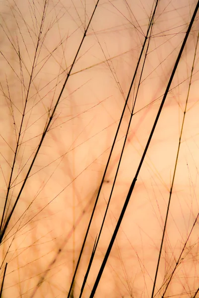 Soyut doğa arkaplanı — Stok fotoğraf