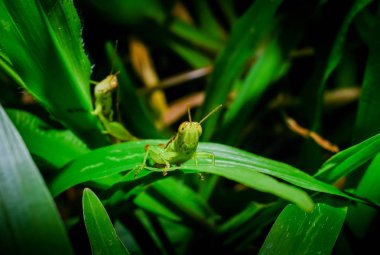 Yeşil yapraklı çekirge.