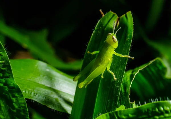 푸른 잎 위에 있는 메뚜기 — 스톡 사진