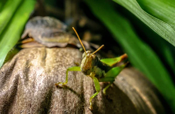 Kobylka na hnědých kokosů — Stock fotografie