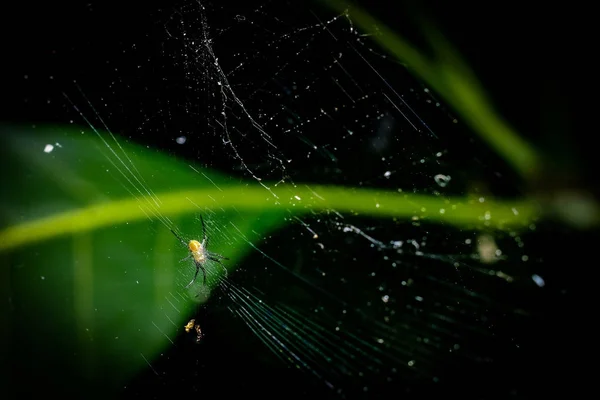 Pequena aranha com teia — Fotografia de Stock