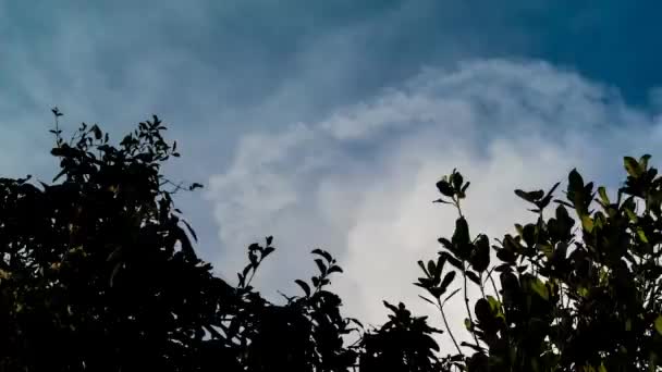 Zeitraffer bewegter Wolken am blauen Himmel mit Baumwipfel im Vordergrund — Stockvideo