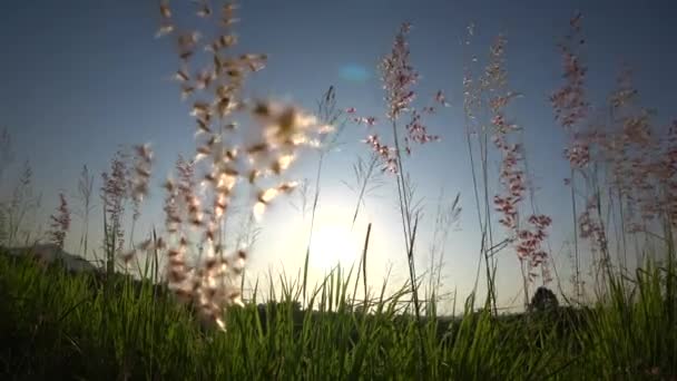 Grama de flor no campo com fundo céu pôr do sol (Handheld tiro ) — Vídeo de Stock