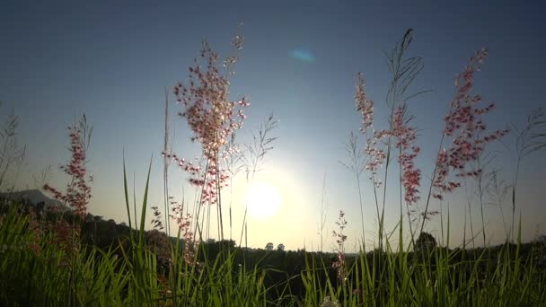 夕焼け空の背景 (スローモーション ・ ハンドヘルド ショットを持つフィールドで花草) — ストック動画
